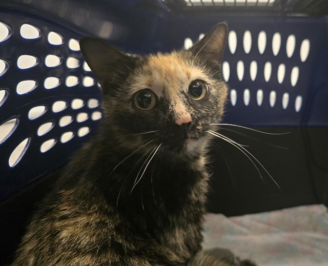 Shadow - Female - Domestic SH