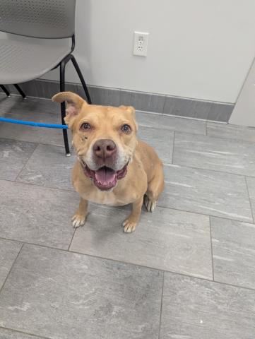  - Female - Pit Bull-Mix