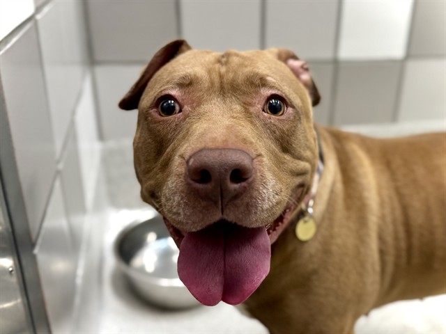 Princess - Female - Pit Bull