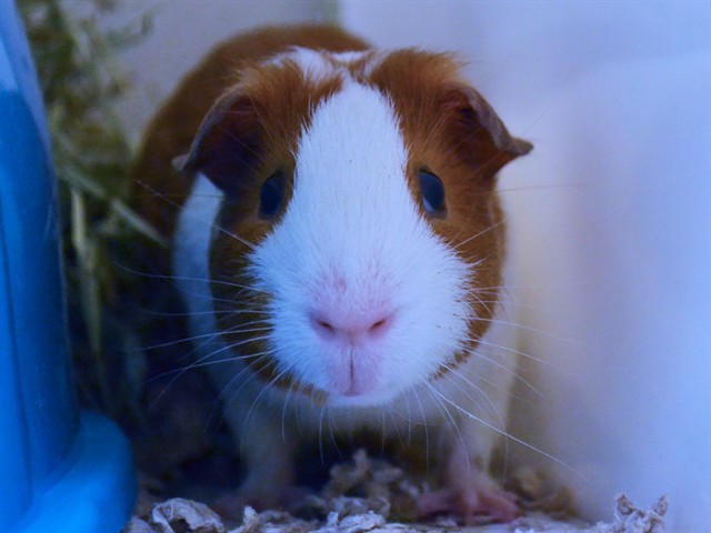 Birch - Male - Guinea Pig