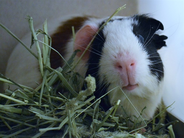 Oak - Male - Guinea Pig