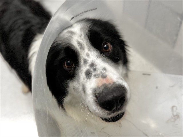 Max - Male - Border Collie-Mix
