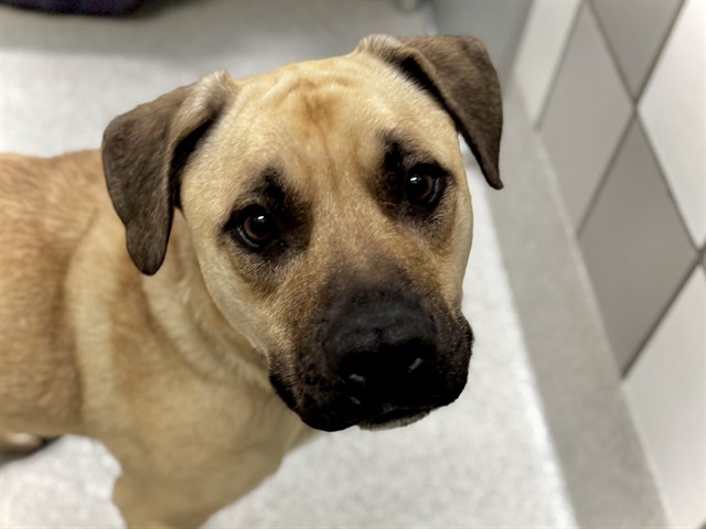 Boomer - Male - Nonspecific