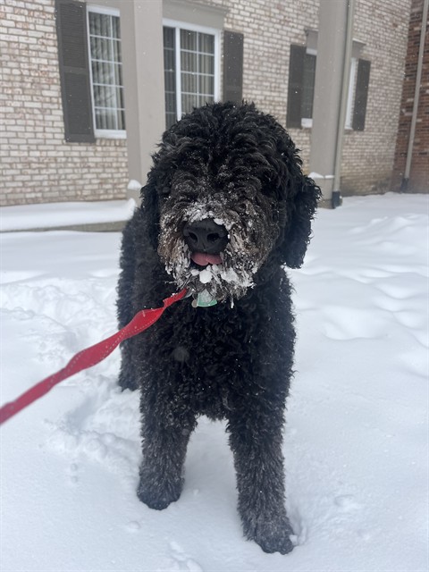Ferdinand - Male - Standard Poodle