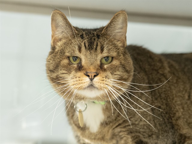 Princess Buttercup - Female - Domestic SH