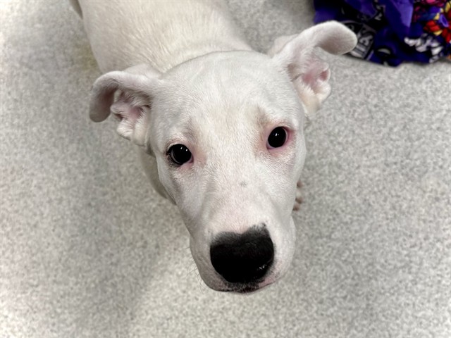 Miss Gracie - Female - Pit Bull-Mix