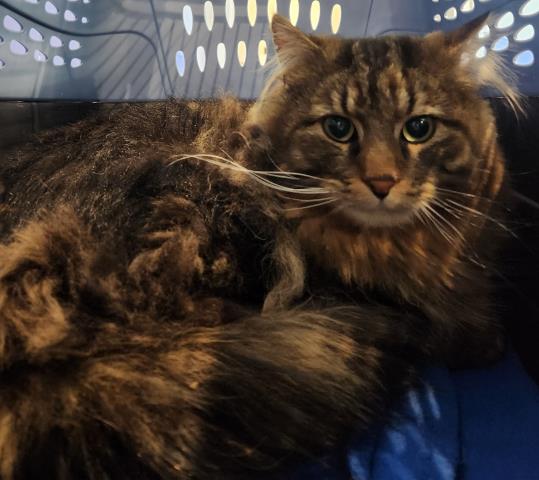 Jermaine - Male - Domestic LH