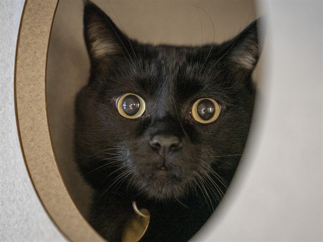 Juno - Male - Domestic SH