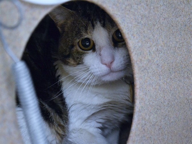 Bubbles - Male - Domestic SH