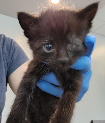 Denzel - Male - Domestic SH