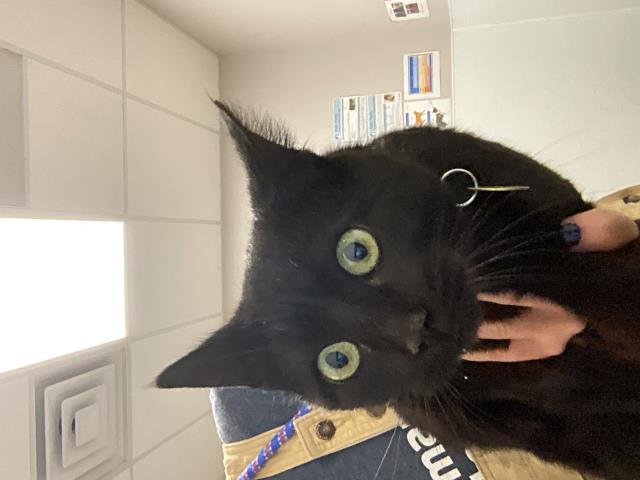 Ebony - Female - Domestic SH