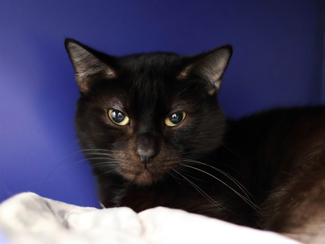 Mittens - Male - Domestic SH