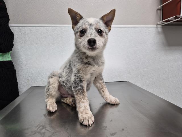 Little Chef - Male - Australian Cattle Dog