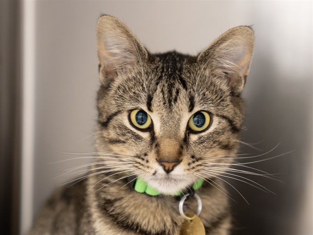 Coastal - Female - Domestic SH