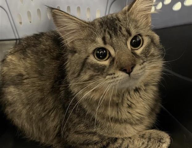 Larry - Male - Domestic SH