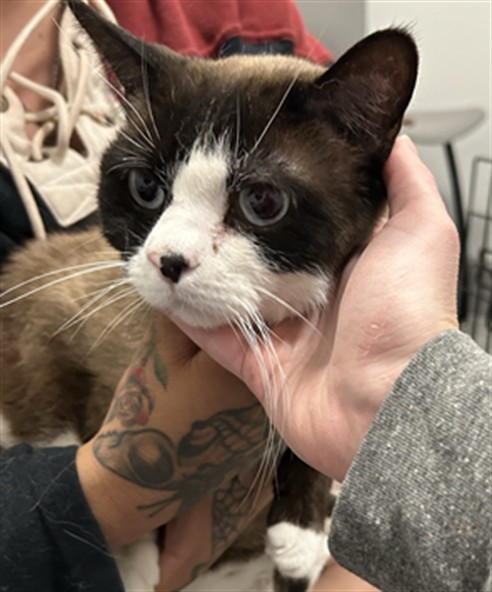 Kion - Male - Domestic SH