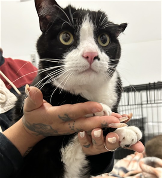 Timon - Male - Domestic SH