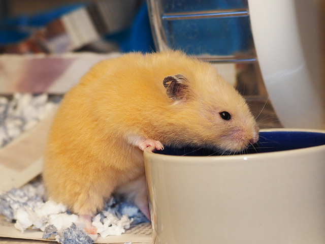 Uno - Female - Teddy Bear