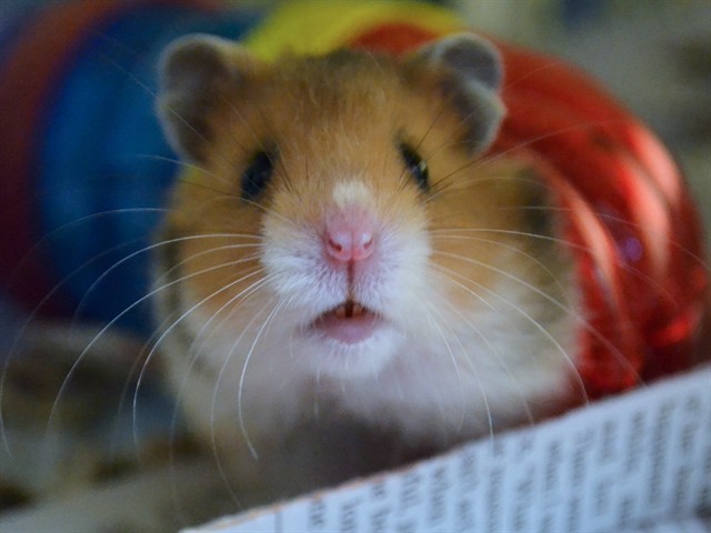 Dos - Female - Teddy Bear