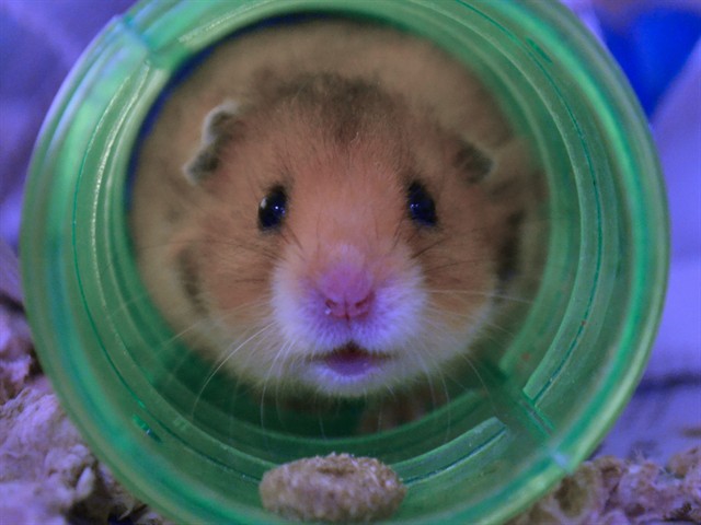 Vier - Male - Teddy Bear