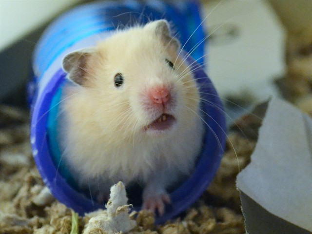 Roku - Female - Teddy Bear