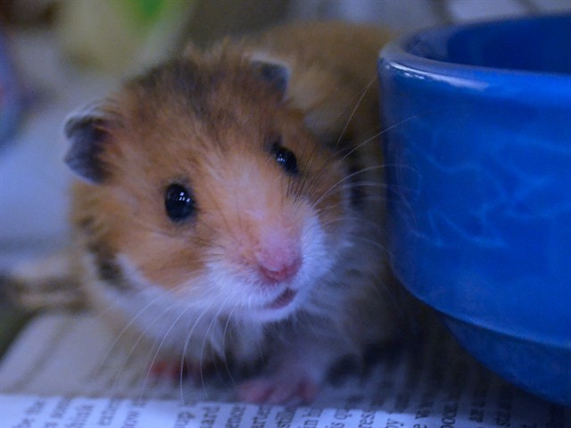 Otto - Male - Teddy Bear