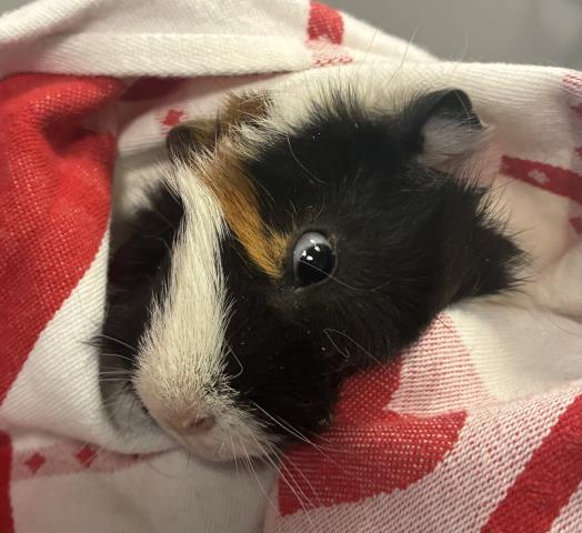 Fluffy - Male - Guinea Pig