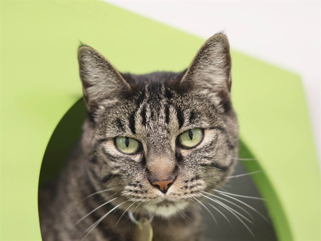 Chiquito - Male - Domestic SH