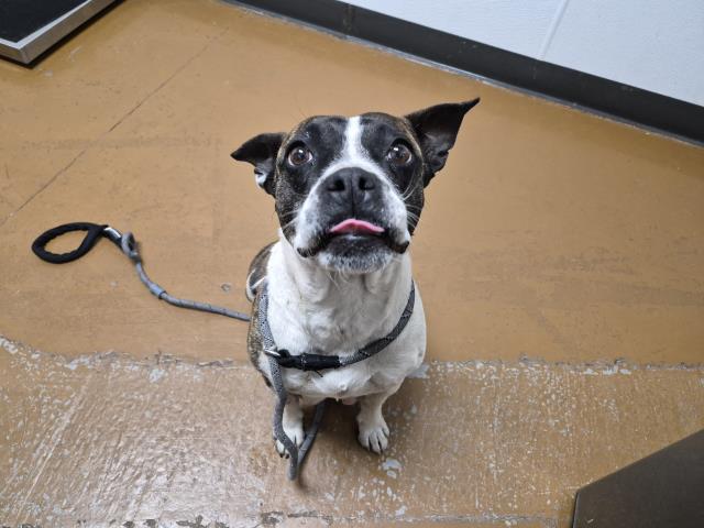 Lavender - Female - Boston Terrier-Mix