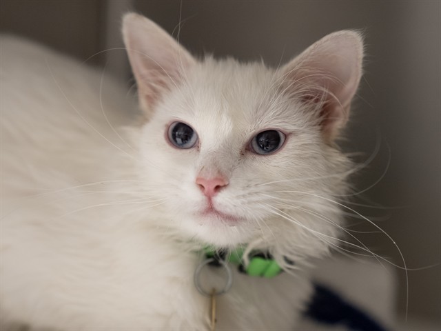 Magnolia - Female - Domestic LH