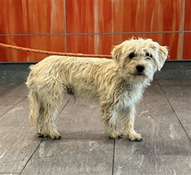 Harold - Male - Terrier-Mix