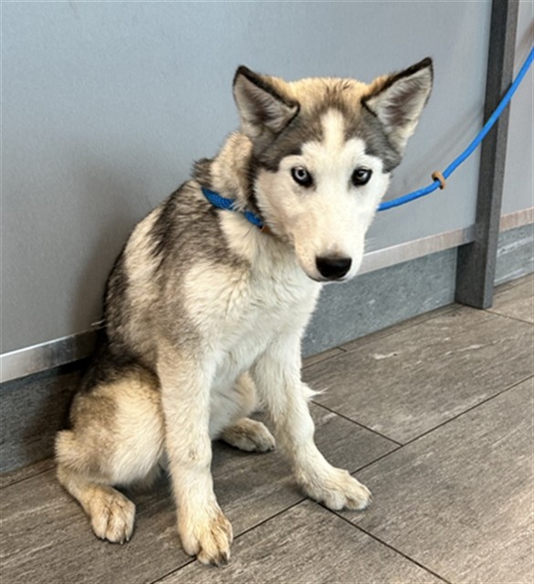 Tennis - Female - Siberian Husky