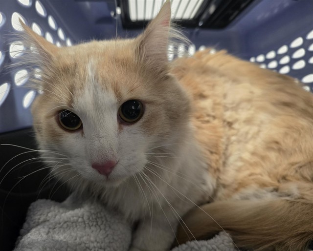 Chestnut - Male - Domestic LH