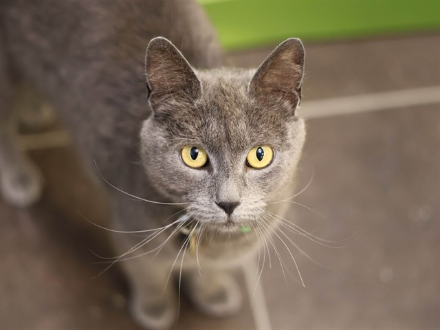 Beauty - Female - Domestic SH