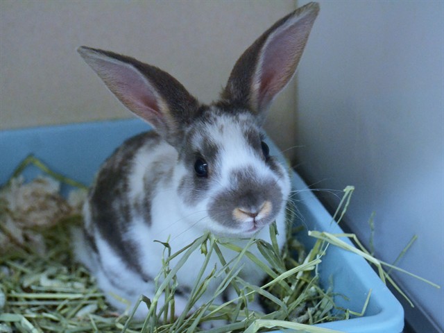 Daffodil - Female - English Spot