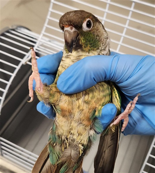  - Unknown - Conure