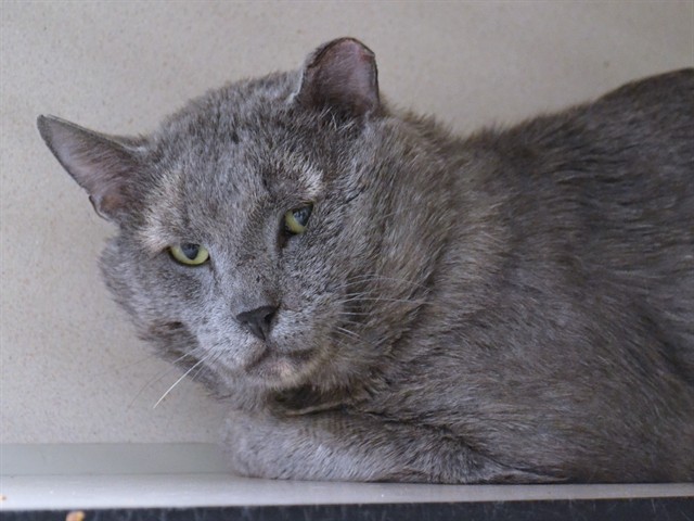 Bear Claw - Male - Domestic SH