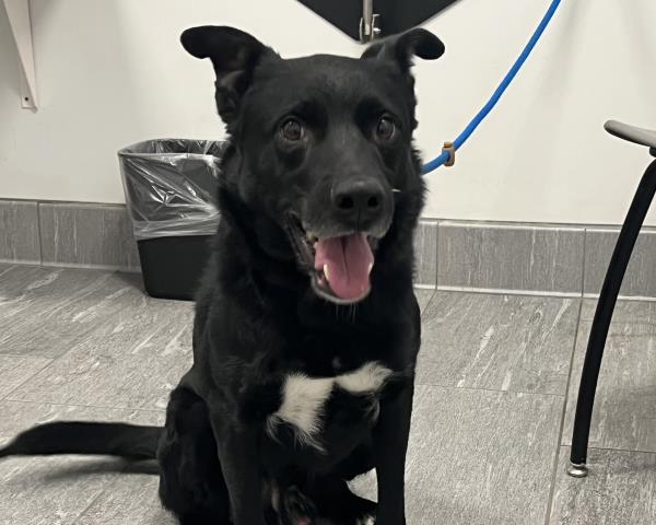 Enzo - Male - Nonspecific