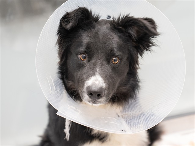 Rocky - Male - Border Collie