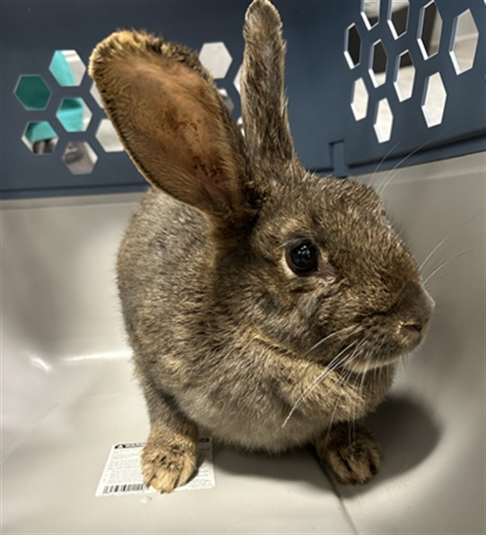Flora - Female - Lop