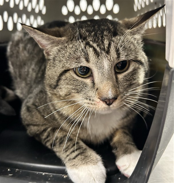 Kimbie - Male - Domestic SH