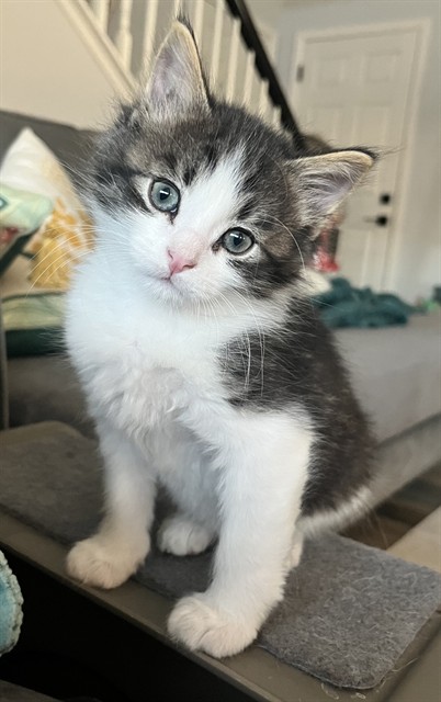 Ferris - Male - Domestic SH