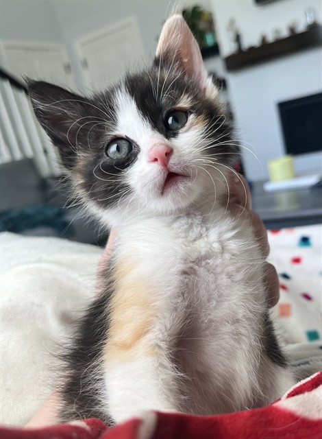 Sloane - Female - Domestic SH