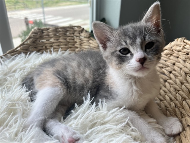 Jeanie - Female - Domestic SH