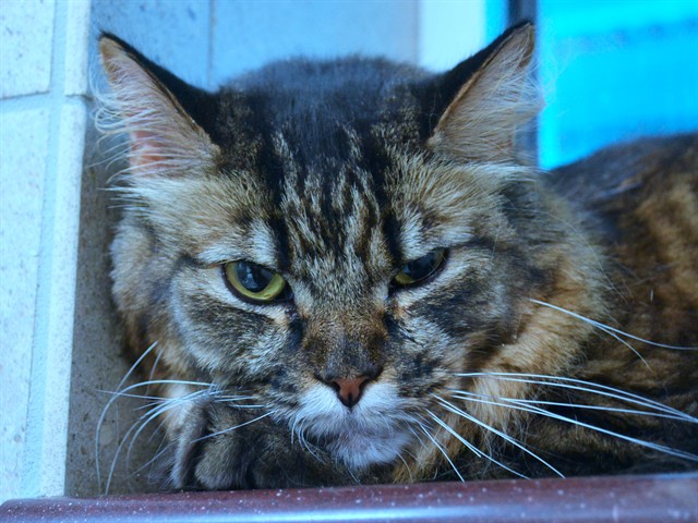 Barlow - Male - Domestic LH