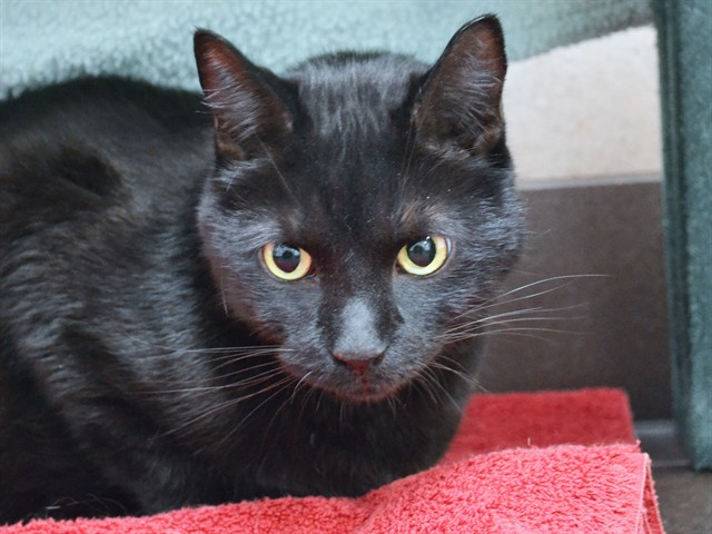 Luci - Male - Domestic SH