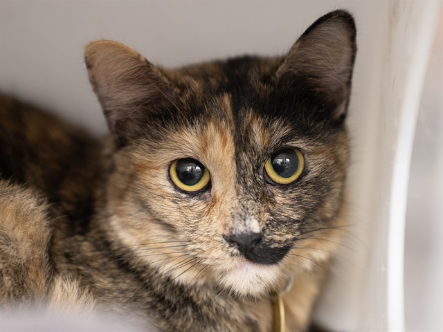 Marigold - Female - Domestic SH