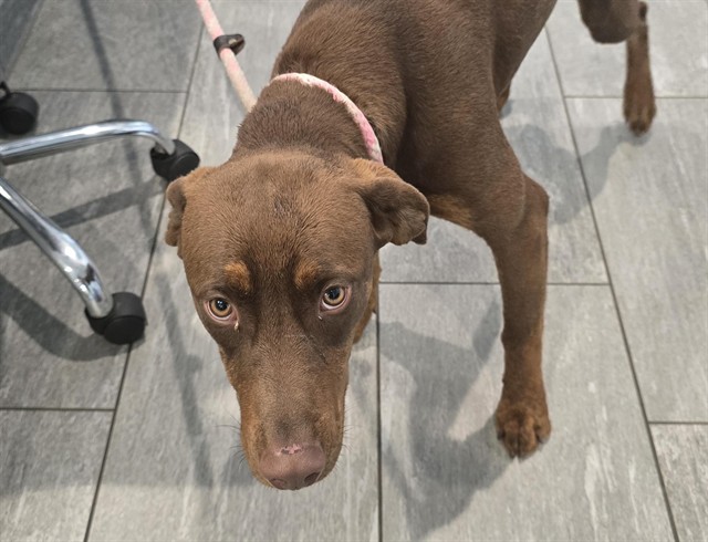 Azalea - Female - Nonspecific-Mix