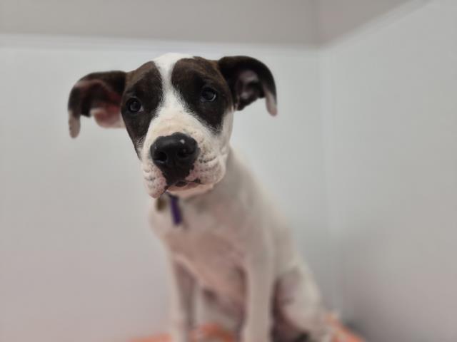 Zander - Male - Pit Bull-Mix
