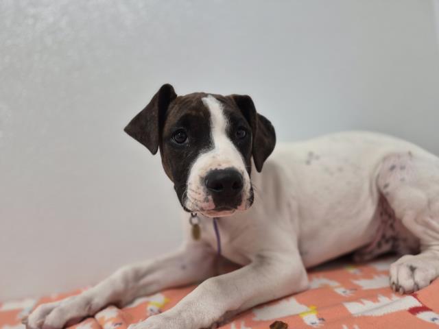 Zeke - Male - Pit Bull-Mix